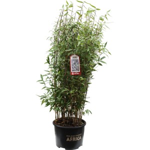 Roter Zebrabambus Red Zebra im Topf, ca. 80-100cm hoch, mit dunkelgrünen Blättern und rotfarbenen Ästen.