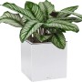 Lechuza Canto Stone low LED Pflanzgefäß, Quarzweiß, 40x40 cm, mit Pflanze und Lichtband.