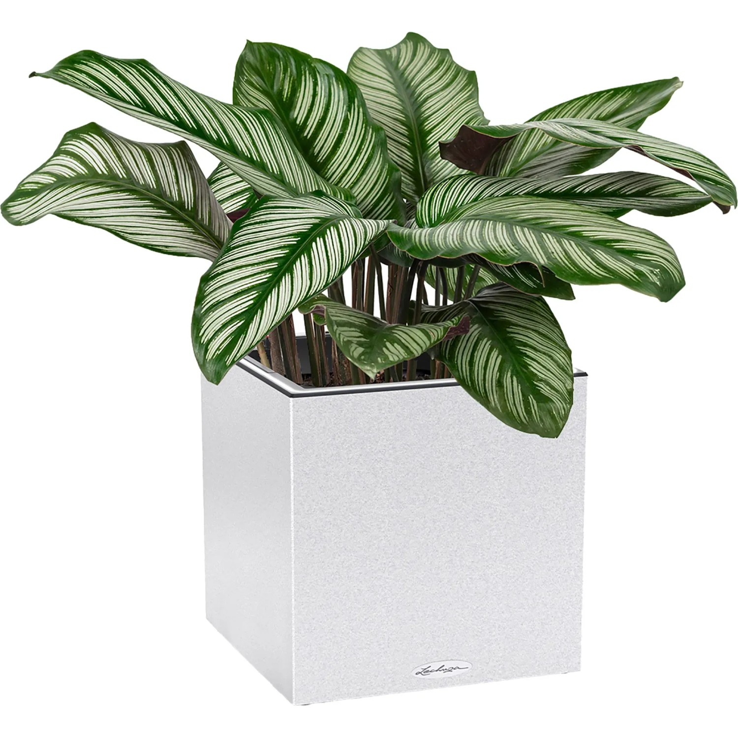 Lechuza Canto Stone low LED Pflanzgefäß, Quarzweiß, 40x40 cm, mit Pflanze und Lichtband.