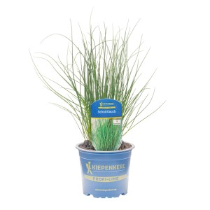 Kiepenkerl Schnittlauch im Topf, Küchenkraut mit grünen Halmen im blauen Topf.