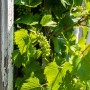 Weinrebe (Vitis vinifera) mit grünen Blättern und Trauben am Spalier, ca. 80 cm hoch.