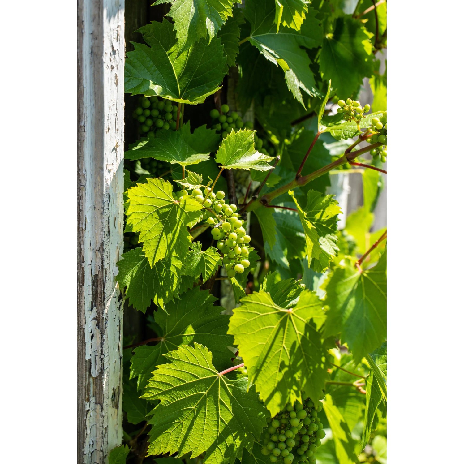 Weinrebe (Vitis vinifera) mit grünen Blättern und Trauben am Spalier, ca. 80 cm hoch.
