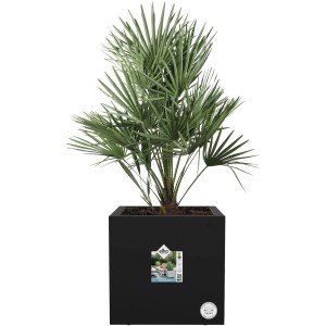 Elho Pflanztopf Vivo Next, 30 cm, Living Black, mit Rollen. Quadratischer Blumenkübel mit Palme.