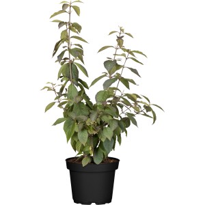 OBI Liebesperlenstrauch "Profusion" Lila Höhe ca. 40 - 60 cm cm Topf ca. 4 l