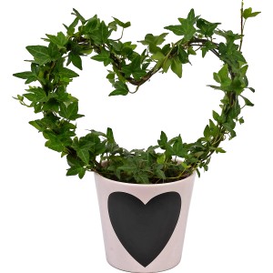 Efeu als Herz in rosa Keramiktopf mit Herz, Topfpflanze für Innen.
