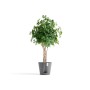 Ecopots Pflanztopf Venice 2, grau, 40x35 cm, mit grüner Pflanze.