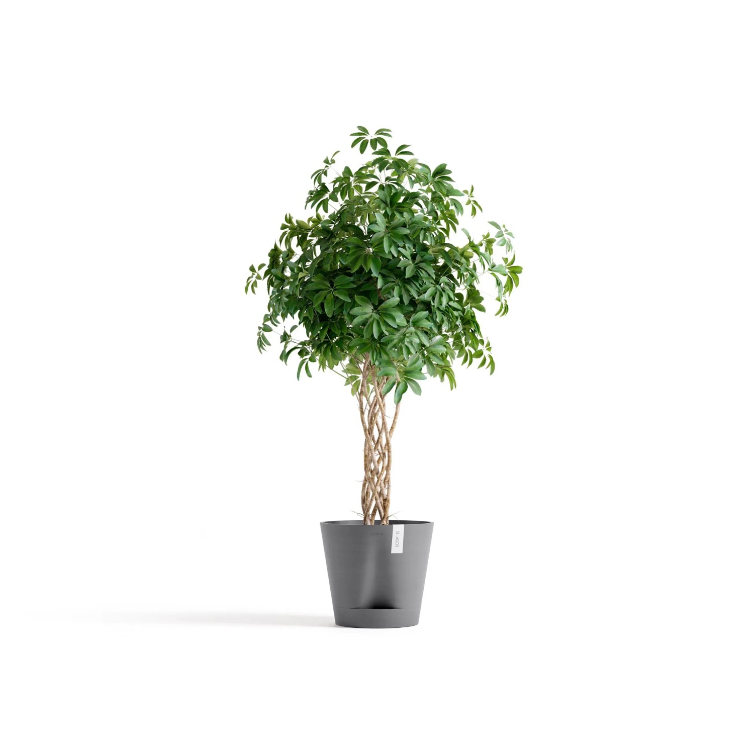 Ecopots Pflanztopf Venice 2, grau, 40x35 cm, mit grüner Pflanze.