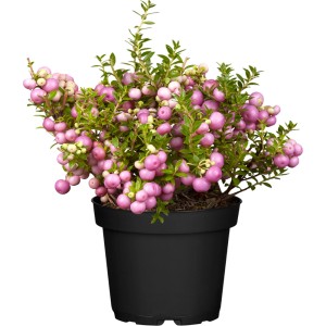 Torfmyrte Höhe ca. 10 - 20 cm Topf 1,3 l Pernettya mucronata