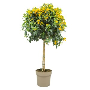 Wandelröschen (Lantana camara) als Hochstamm im Topf, mit gelben Blüten. Ideal für Beet und Balkon.