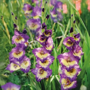Blühende Gladiole 'Dynamite' mit violett-gelben Blüten im Gartenbeet.