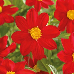 Leuchtend rote Dahlie Mignon von GROW by OBI, ca. 35 cm hoch. Blumenzwiebel für Beet und Topf.