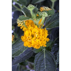 Orangefarbenes Wandelröschen (Lantana camara) im Topf, ca. 15 cm hoch. Blühende Kübelpflanze.
