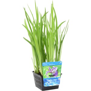 Sumpfschwertlilie im Topf, blau-violette Blüten und grüne Blätter, ideal für Gartenteiche.