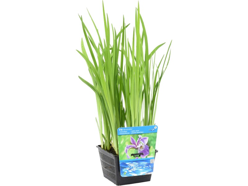Iris Versicolor – Amerikanische Sumpfiris, Blaue Blüten, Winterhart, Im 9-cm-Topf, Ca. 90 Cm Hoch