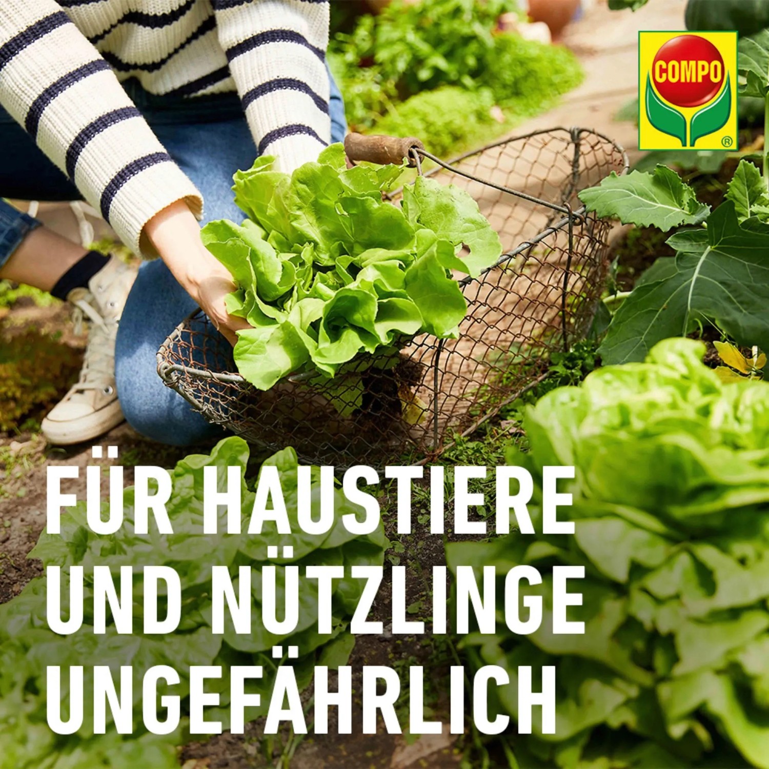 Gärtner mit Salat und Compo Schneckenkorn, sicher für Haustiere und Nützlinge.