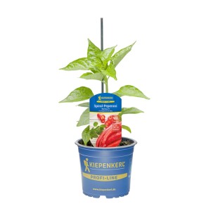 Kiepenkerl Paprika Mertina im Topf, eine ertragreiche und milde Chili-Sorte.