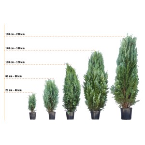 Verschieden hohe blaue Scheinzypressen Columnaris im Topf, Größen von 20 cm bis 200 cm.