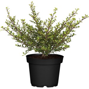 Japanische Stechpalme "Starke Typen" Höhe ca. 10 - 20 cm Topf ca. 2 l Ilex