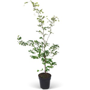 Rotbuche (Fagus sylvatica) im Topf, ca. 125-150 cm hoch, ideal für Heckenpflanzung.