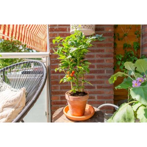 Gelbe Tomatenpflanze im Topf, ca. 45-55 cm hoch. Ideal für Balkon und Terrasse.