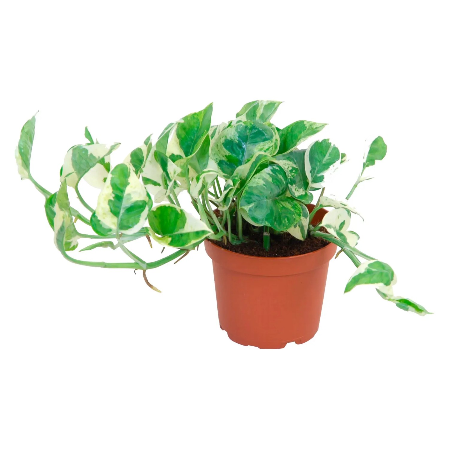 Efeutute "N Joy" Topf- ca. 12 cm Epipremnum aureum kaufen bei OBI