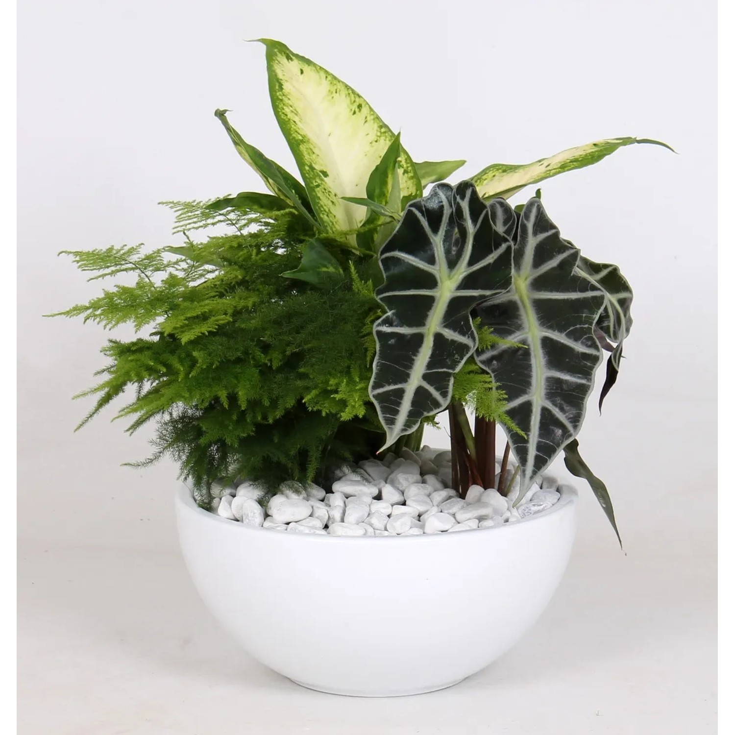 Alocasia kaufen bei OBI