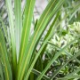 Keulenlilie (Cordyline australis) mit langen, grünen Blättern im Topf.