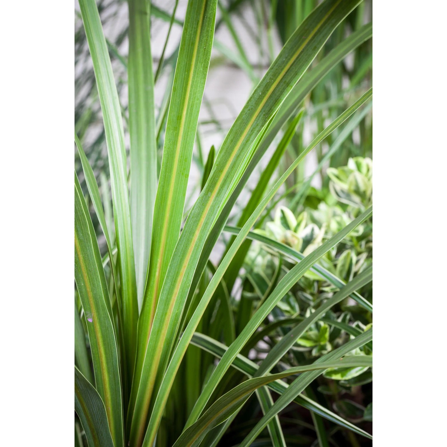 Keulenlilie (Cordyline australis) mit langen, grünen Blättern im Topf.