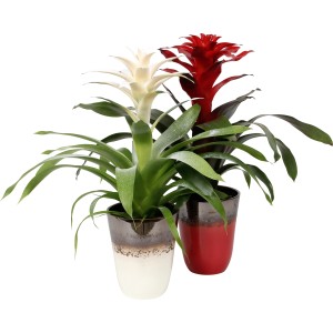 Guzmanie Arrangement im Keramiktopf (Ø 13cm) mit roten und weißen Blüten.