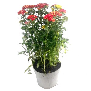 Gemeine Schafgarbe Trio im Topf, ca. 35 cm hoch, mit roten und gelben Blüten.