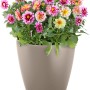 Lechuza Classico Color Pflanzgefäß, Ø 35 cm, sandbraun, mit bunten Dahlien bepflanzt.