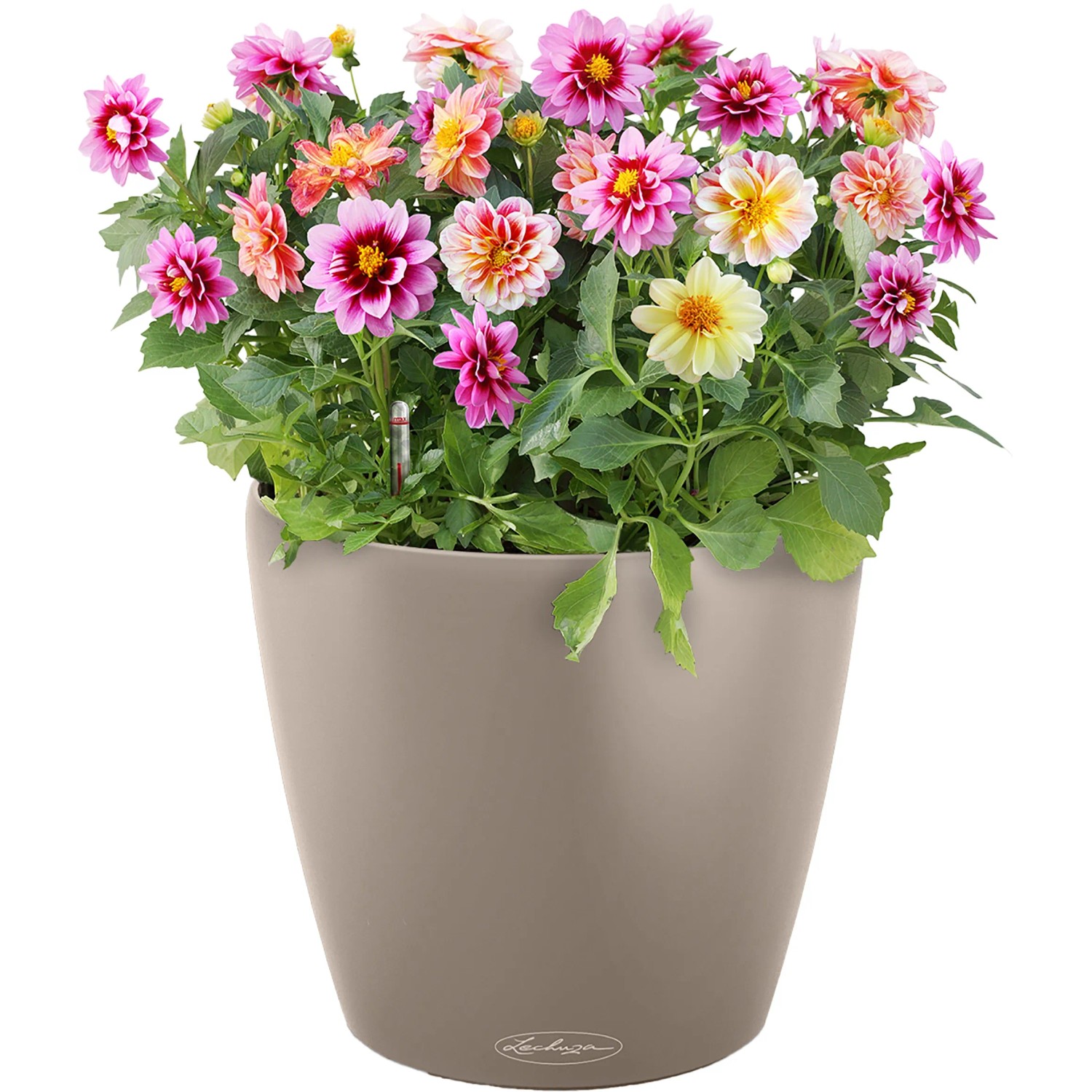 Lechuza Classico Color Pflanzgefäß, Ø 35 cm, sandbraun, mit bunten Dahlien bepflanzt.