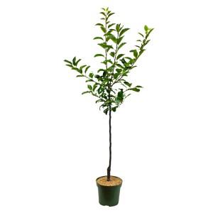 GROW by OBI Bio Winterapfel "Topaz" Orange-Rot Höhe ca. 100 - 120 cm Topf ca.7 l
