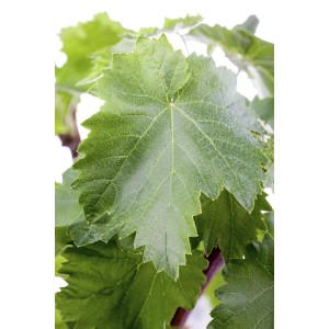 Nahaufnahme von grünen Blättern des GROW by OBI Weins (Vitis vinifera).