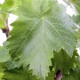 Nahaufnahme von grünen Blättern des GROW by OBI Weins (Vitis vinifera).