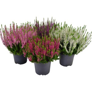 Besenheide Beauty Lady im Topf, verschiedene Farben (rosa, pink, weiß, lila).