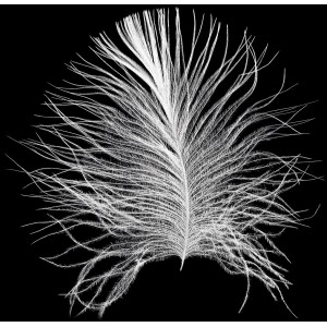 Komar Wandbild Feather Black, 30x40 cm, Feder-Motiv für stilvolle Wanddekoration.