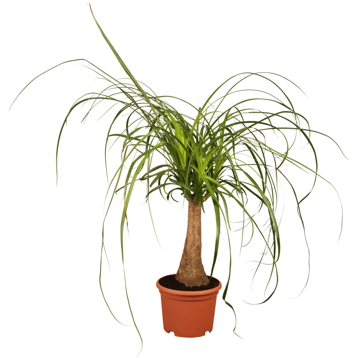 dracena yellow Dracaena Dragon Tree Colorama Bush