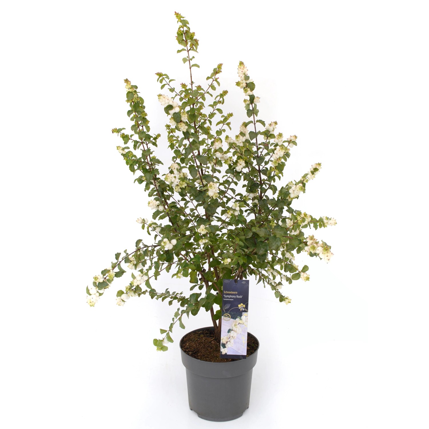 Schneebeere 'Symphony' im Topf, ca. 40-60 cm hoch, mit weißen Beeren. Zierstrauch für den Garten.