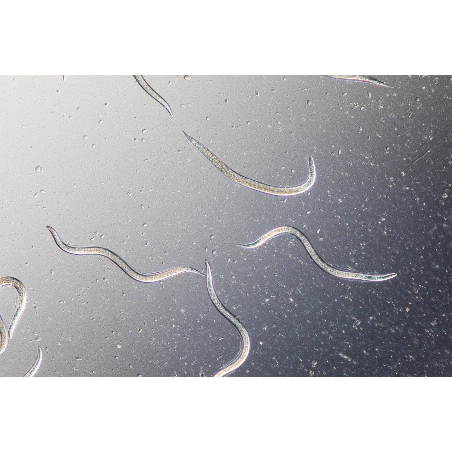 Nahaufnahme von Nematoden, Nützlinge zur Schädlingsbekämpfung im Garten.