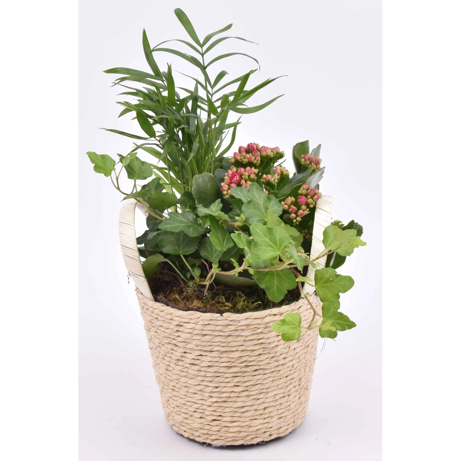 Zimmerpflanzen-Arrangement im Henkelkorb Topf- ca. 14 cm kaufen bei OBI