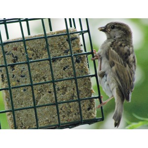 Sperling am Dobar Energieblock Erdnuss Wildvogelfutter im grünen Drahtkäfig.
