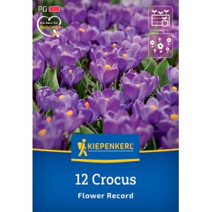 Kiepenkerl Krokus Flower Record, lila Blüten mit orangenen Stempeln, 12 Stück Blumenzwiebeln.