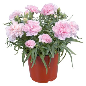 Rosa Gartennelke (Dianthus) im Topf, eine blühende Stehpflanze für den Garten.