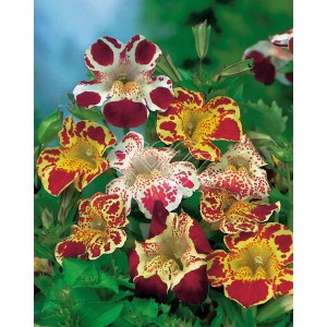 Gauklerblume in verschiedenen Farben, Topf-Ø ca. 9 cm. Reichblühende Sumpfpflanze mit auffälligen Blüten.