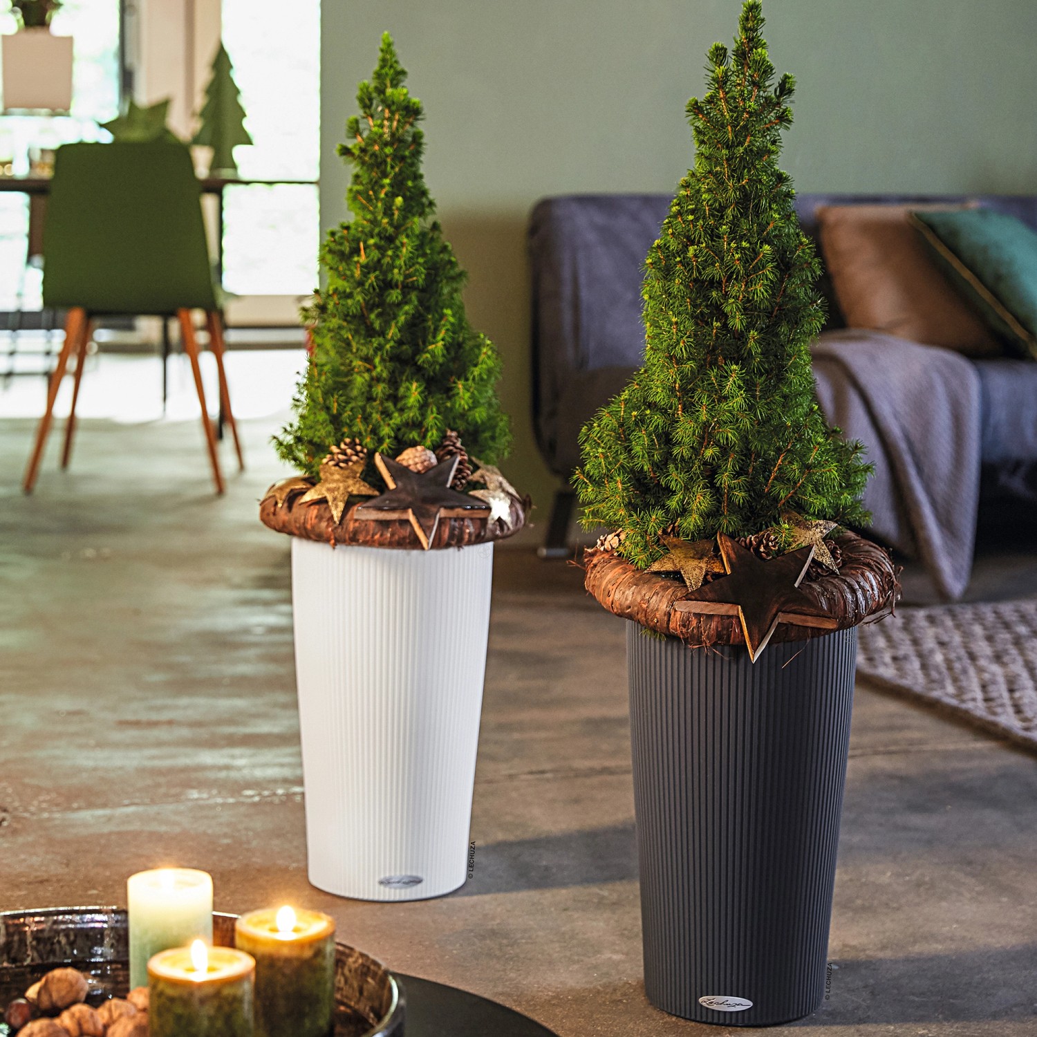 Lechuza Cilindro Color Pflanzgefäße in Schiefergrau und Weiß mit Mini-Koniferen und Sternen dekoriert.