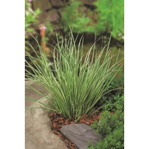 Zwerg-Kalmus Gelb im Topf, grüne Blätter mit gelben Streifen, Teichpflanze.