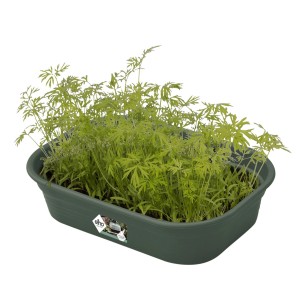 Grüne Elho Anzuchtschale Green Basics mit Salat und Kräutern, 24x17x6 cm.
