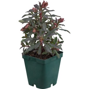 Wolfsmilch (Euphorbia x martinii) im Topf, ca. 15 cm hoch. Dekorative Staude für den Steingarten.