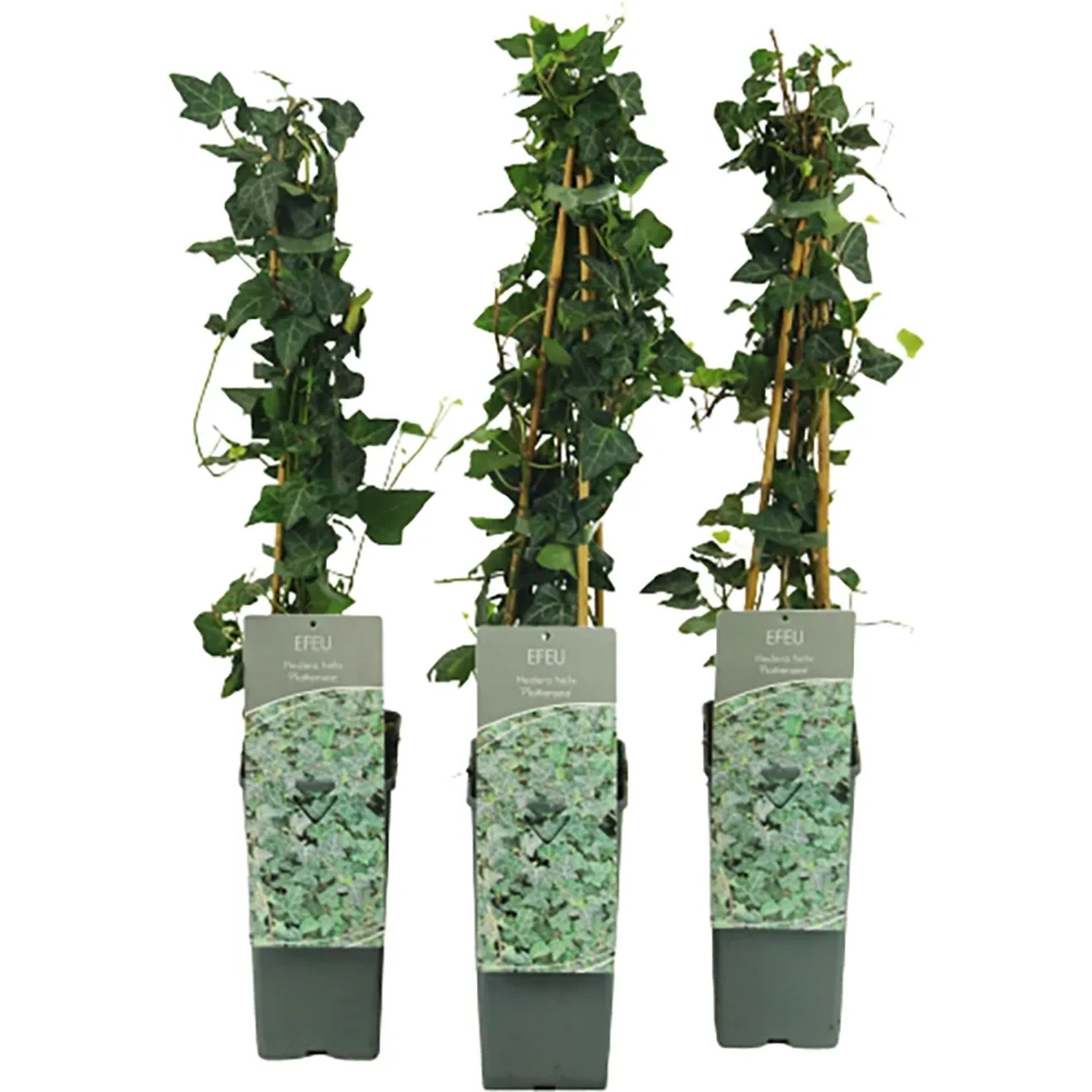 eibe forstwirtschaft Gemeine Eibe (Taxus baccata) | 150-175 cm im Topf